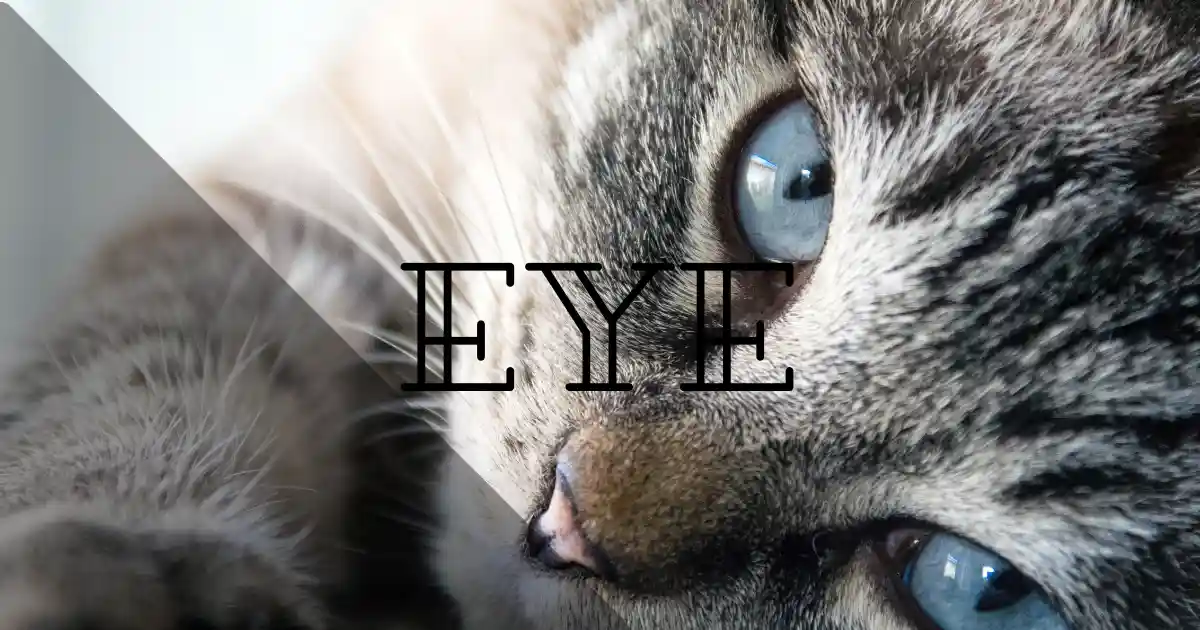 大きな目をした猫の画像